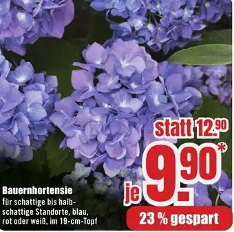 B1 Discount Baumarkt Bauernhortensie Angebot