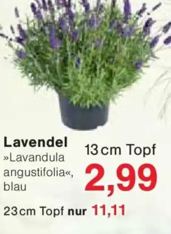 Jawoll Lavendel 13 cm Topf Angebot