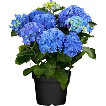 toom Baumarkt XL Ballhortensie Angebot
