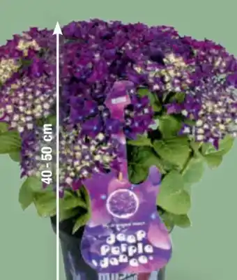 toom Baumarkt Hortensie Music Collection Angebot