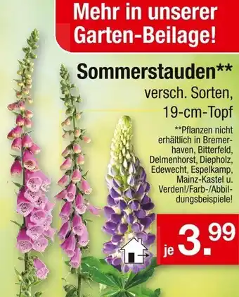 Zimmermann Sommerstauden Angebot