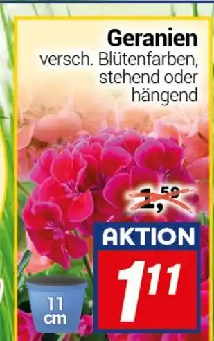 CENTERSHOP Geranien Angebot