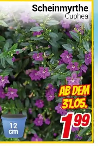 CENTERSHOP Scheinmyrthe Cuphea Angebot