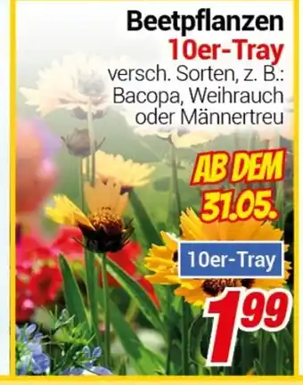 CENTERSHOP Beetpflanzen 10er-Tray Angebot