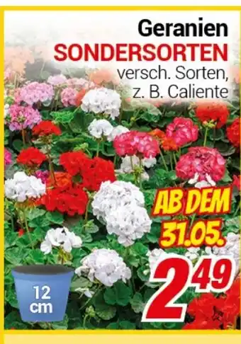 CENTERSHOP Geranien SONDERSORTEN Angebot