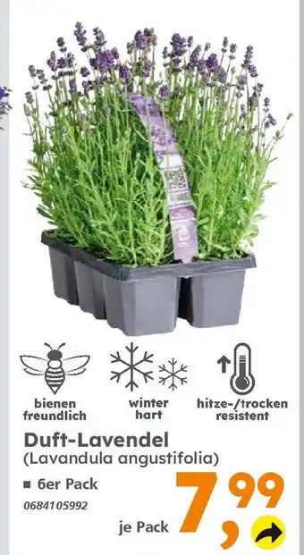 Globus Baumarkt Duft-Lavendel (Lavandula angustifolia) Angebot