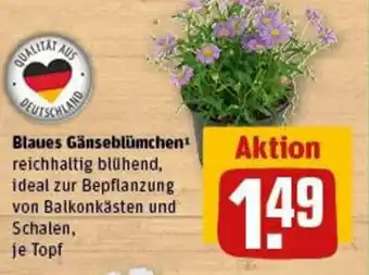 REWE Blaues Gänseblümchen Angebot