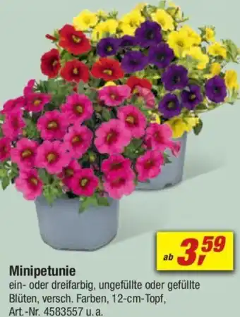 toom Baumarkt Minipetunie Angebot