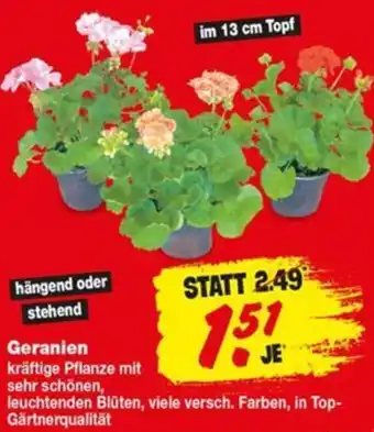 Repo Markt Geranien Angebot