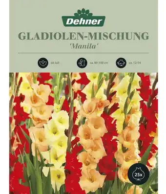 Dehner Dehner Blumenzwiebeln Gladiolen-Mischung 'Manila', 25 Stk Angebot