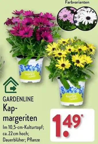 Aldi Nord GARDENLINE Kapmargeriten Angebot