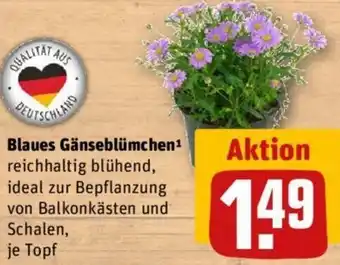 REWE Blaues Gänseblümchen Angebot
