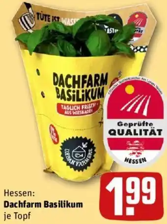 REWE Dachfarm Basilikum Angebot