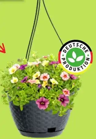 Thomas Philipps Petunie Angebot