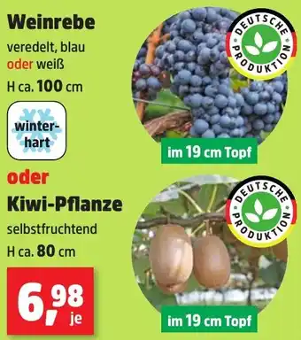 Thomas Philipps Weinrebe oder Kiwi-Pflanze Angebot