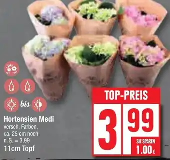 Edeka Hortensien Medi 11cm Topf Angebot