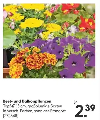 BayWa Beet- und Balkonpflanzen Angebot