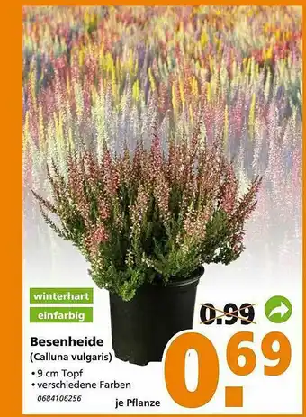 Globus Baumarkt Besenheide Angebot