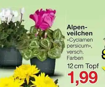 Jawoll Alpenveilchen Angebot