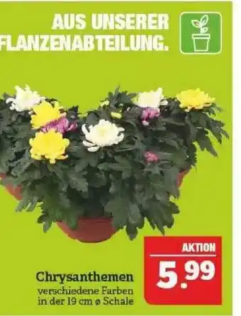 Marktkauf Chrysanthemen Angebot