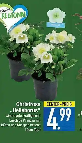 E-Center Christrose „helleborus” Angebot