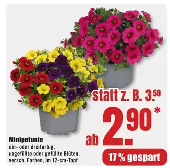 B1 Discount Baumarkt Minipetunie Angebot