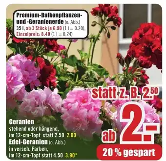 B1 Discount Baumarkt Geranien Angebot