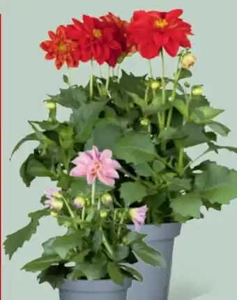 toom Baumarkt Dahlien Angebot