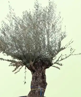 Thomas Philipps Olivenbaum Olea europea Bonsai Angebot