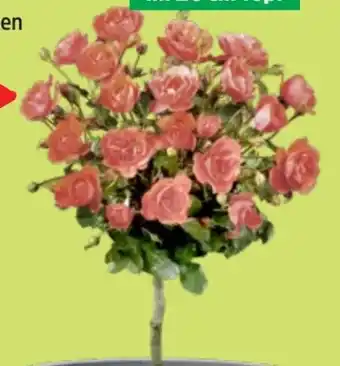 Thomas Philipps Stammrosen Angebot