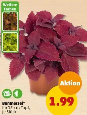 PENNY Buntnessel Angebot