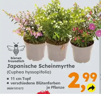 Globus Baumarkt Japanische Scheinmyrthe (Cuphea hyssopifolia) Angebot