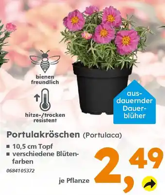 Globus Baumarkt Portulakröschen (Portulaca) Angebot
