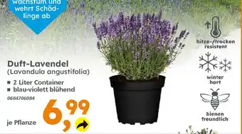 Globus Baumarkt Duft-Lavendel (Lavandula angustifolia) Angebot