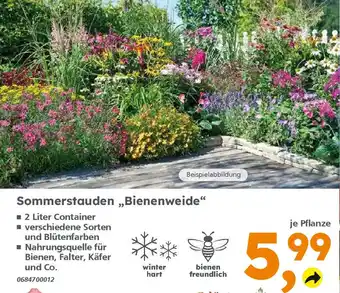 Globus Baumarkt Sommerstauden „Bienenweide" Angebot