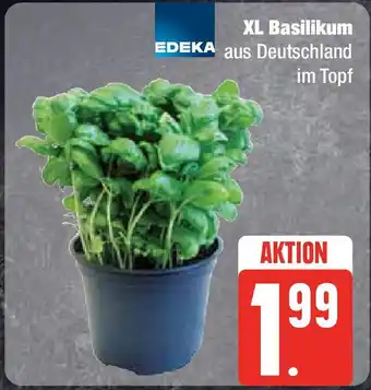 Edeka XL Basilikum Angebot