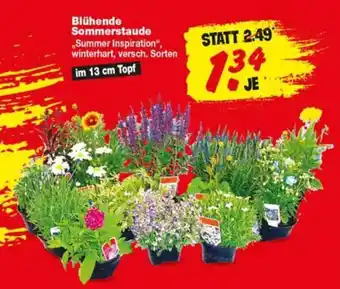 Repo Markt Blühende Sommerstaude „Summer Inspiration" Angebot