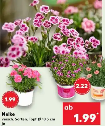 Kaufland Nelke Angebot