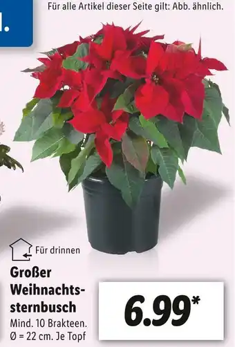 Lidl Großer weihnachtssternbusch Angebot