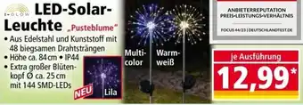 Norma I-GLOW LED-Solar Leuchte „Pusteblume" Angebot