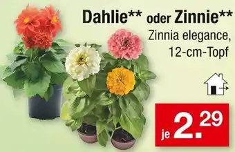 Zimmermann Dahlie oder Zinnie Angebot