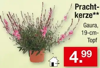 Zimmermann Prachtkerze Angebot