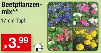 Zimmermann Beetpflanzenmix Angebot
