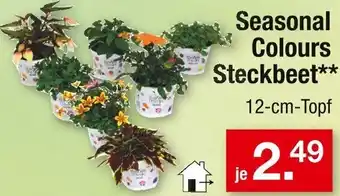 Zimmermann Seasonal Colours Steckbeet Angebot