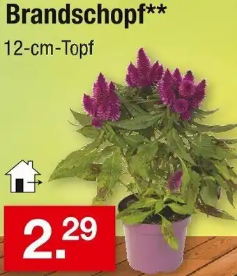 Zimmermann Brandschopf Angebot