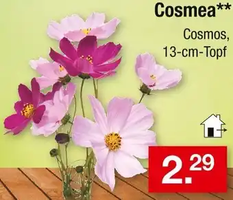Zimmermann Cosmea Angebot