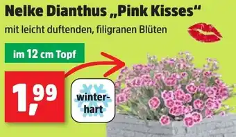 Thomas Philipps Nelke Dianthus ,,Pink Kisses" Angebot