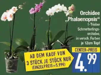 E-Center Orchidee ,,Phalaenopsis" Angebot