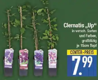 E-Center Clematis ,,Up" Angebot