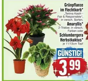 Edeka Grünpflanze Im Flechtkorb, Amaryllis Oder Schlumbergera Herbstkaktus Angebot